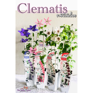 Clematis#คลีเมทิสราชินีไม้เลื้อย(พร้อมออกดอก) ล็อตใหม่ล่าสุดออกดอกแทบทั้งปีพร้อมป้ายชื่อและเลขพาสปอร์ต#นำเข้าจากฮอลแลนด์