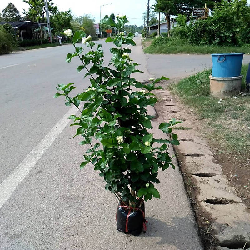 ต้นมะลิซ้อน (มะลิวันแม่) สูง70-80cm. บรรจุถุงดำ