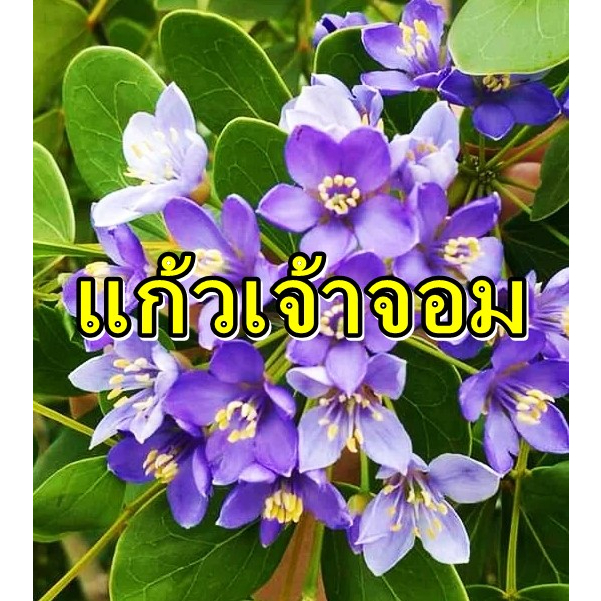 เมล็ดแก้วเจ้าจอม6ใบดอกสีม่วง🌸15เมล็ด🌸เป็นไม้มงคลและเป็นไม้ประจำรัชกาลที่5เมล็ดแก่จัดเก็บใหม่ๆ