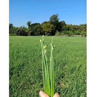 ต้นหอมพันธุ์ดอก ต้นหอมดอก 50 ต้น 100 บาท