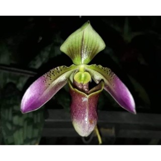 กล้วยไม้รองเท้านารีคางกบเคอวีรานั่มpaphiopedilum cerveranumรองเท้านารีตระกูลเดียวกับคางกบคอแดง