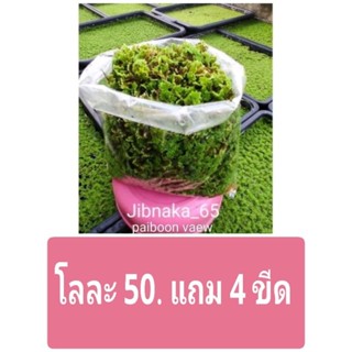 แหนแดง(กทม.)โลละ50บาท แถม4ขีด(10ก.ย.66พร้อมส่ง)แหนแดง ไมโครฟิลล่า กรมวิชาการเกษตร