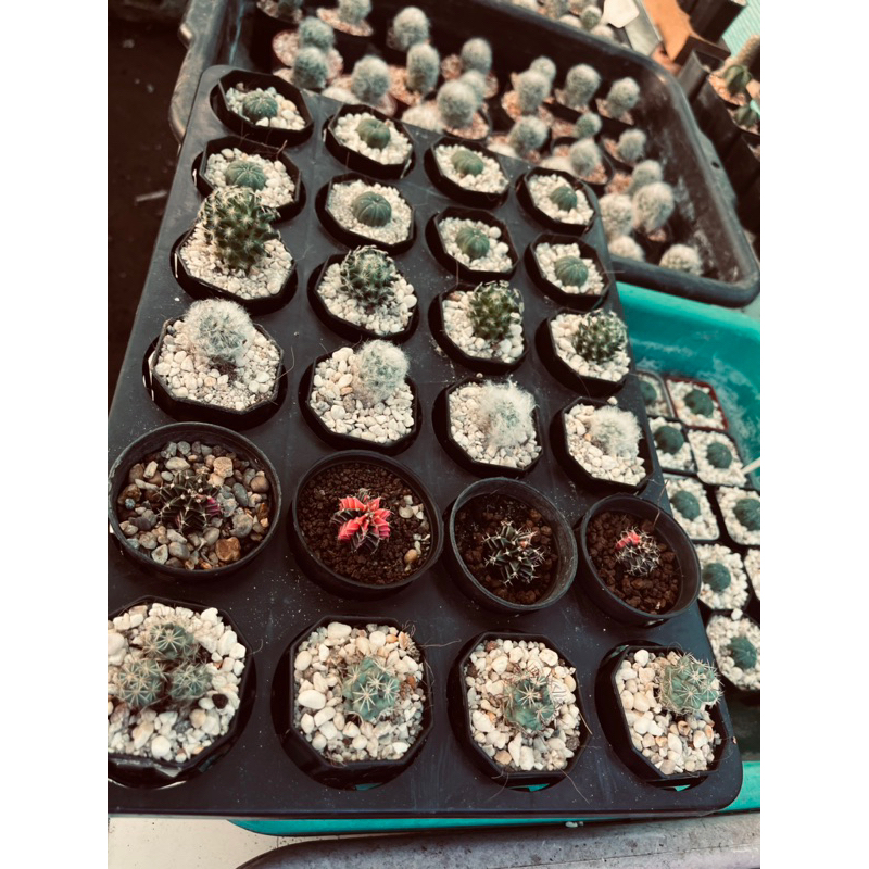 ยกถาด6.6 ราคา 66บาทททท