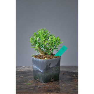 บอนไซจิ๋ว ไม้ฝอกอากาศ บ๊อควูด BUXUS HARLANDII ไม้คัดฟอร์ม