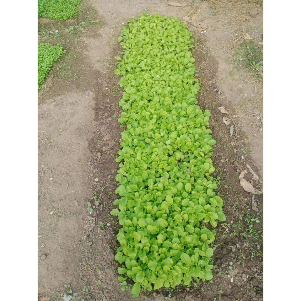 🌱เมล็ดพันธุ์ผัก บรรจุซองซิป🌱 ซื้อ 10 แถม 2 คละได้ 💥 เลือกของแถมได้ คิดถึงเมล็ดผัก คิดถึง skinsun thumbnail 7