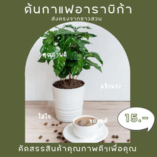 ต้นกล้ากาแฟอาราบิก้า ส่งตรงจากชาวสวน
