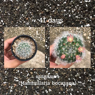 ส่งฟรี ดินปลูก แคคตัส ดินแคคตัส 10kg คุณภาพสูง กระบองเพชร กุหลาบหิน ไลทอป