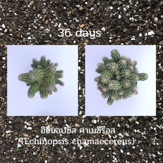 ส่งฟรี ดินปลูก แคคตัส ดินแคคตัส 10kg คุณภาพสูง กระบองเพชร กุหลาบหิน ไลทอป