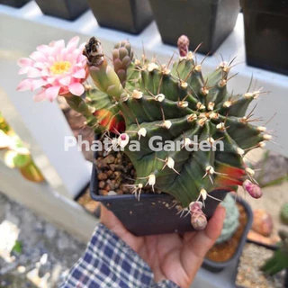 ส่งฟรี ดินปลูก แคคตัส ดินแคคตัส 10kg คุณภาพสูง กระบองเพชร กุหลาบหิน ไลทอป