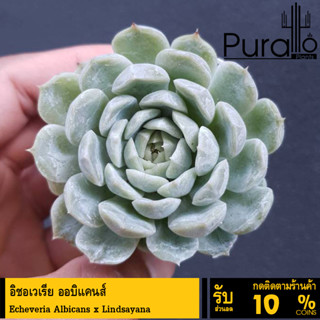 ต้นไม้อวบน้ำ กุหลาบหิน อิชอเวเรีย ออบิแคนส์ Echeveria Albicans x Lindsayana #succulent #Echeveria