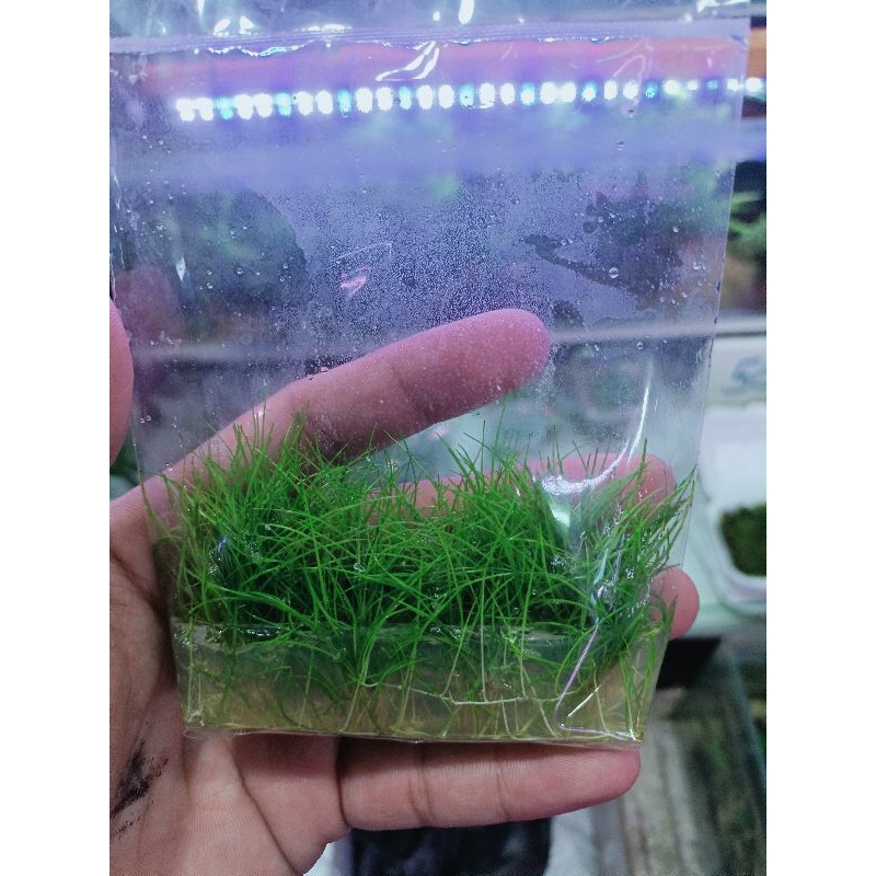 ต้นไม้น้ำแอร์การ์ด บรรจุใส่ถุง 150 บาท