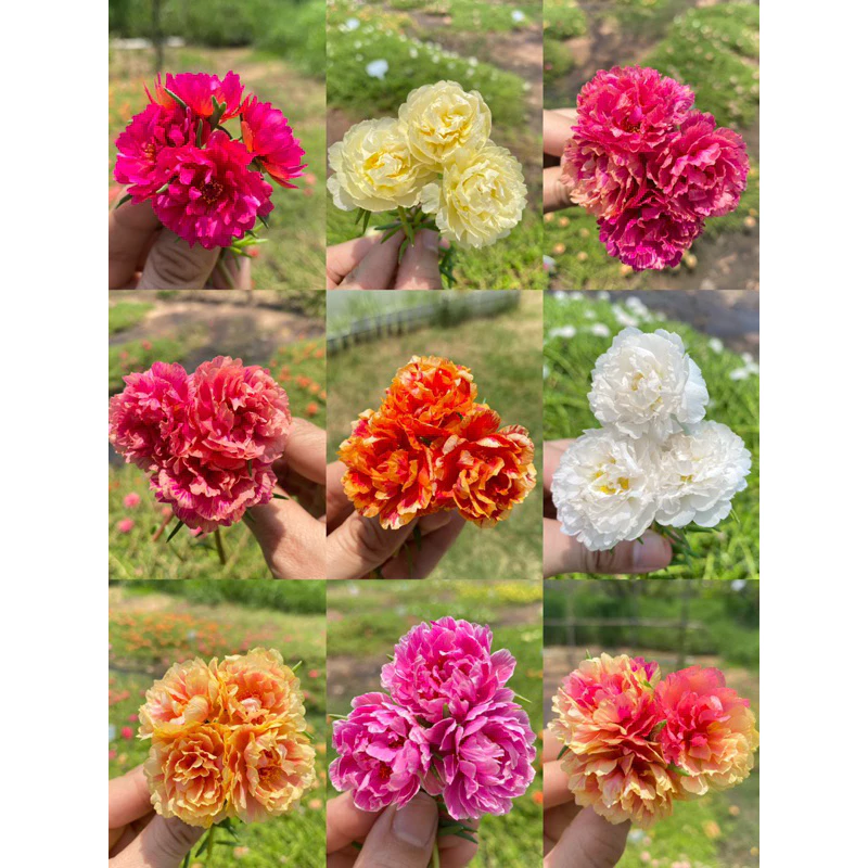 กิ่งแพรเซี่ยงไฮ้ 1 กก แถมครึ่ง กก คุ้มสุดๆได้ถึง 15 สี