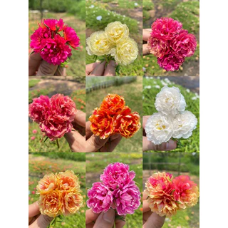 กิ่งแพรเซี่ยงไฮ้ 1 กก แถมครึ่ง กก คุ้มสุดๆได้ถึง 15 สี