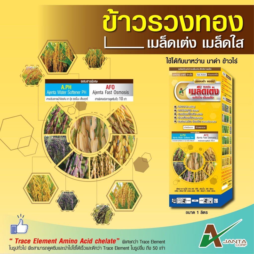 ข้าวรวงทอง ฮอร์โมนข้าว ข้าวออกรวง ลมเบ่ง เมล็ดเต่ง เมล็ดใส เร่งข้าวรวงใหญ่ เอเจนต้า คอร์ป