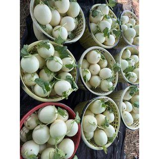 เมล็ดพันธุ์ แคนตาลูป สวีท D25 ตราตะวันต้นกล้า ลอตใหม่