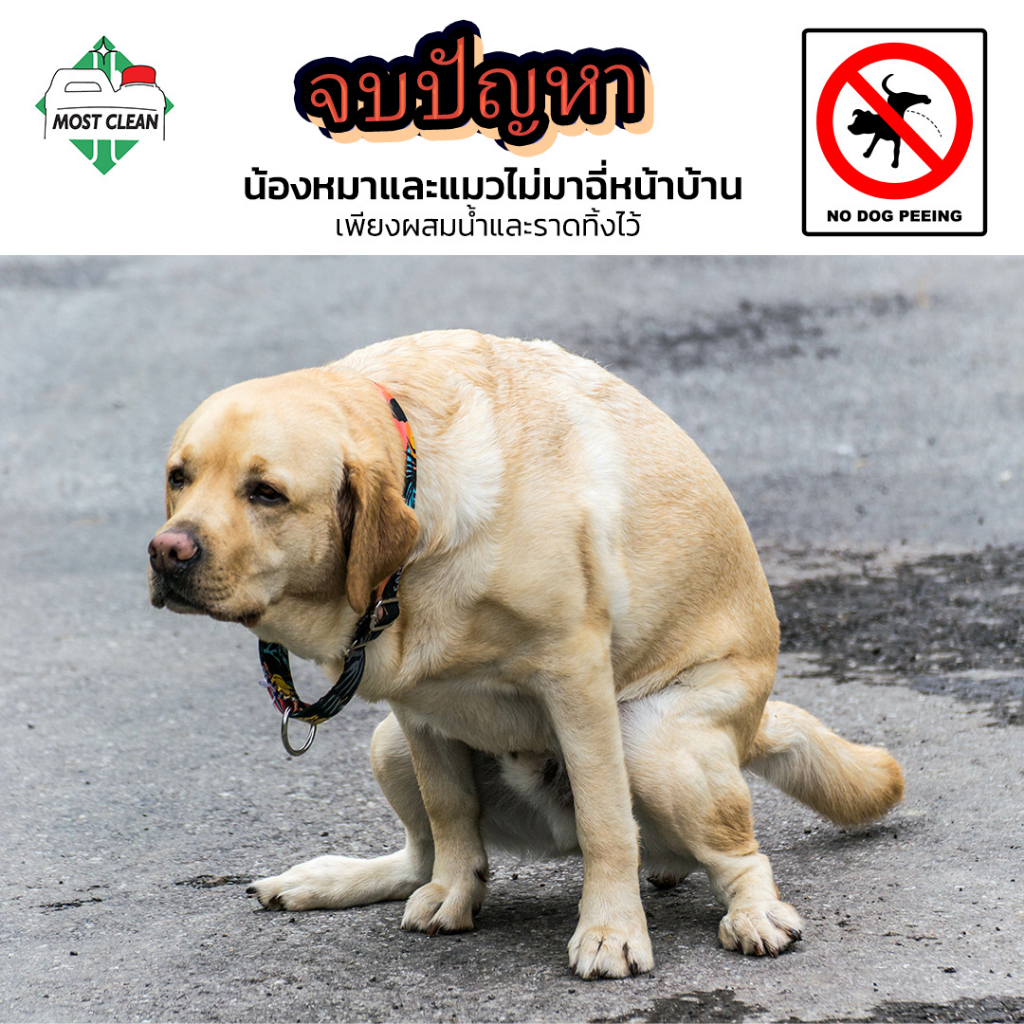MostClean น้ำยาฆ่าเชื้อดับกลิ่น Xylon 3800ml สูตรเข้มข้น ใช้แช่ผ้า ฆ่าเชื้อโรค ไล่สัตว์ แมลงสาบ