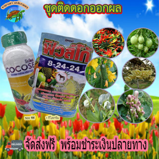 โคโคส+ปุ๋ยเกล็ด 8-24-24 สูตรเปิดตาดอก บำรุงดอกผล ขั้วเหนียว ลดการหลุดล่วงของผล เนื้อแน่น รสชาติดี สีสวยเข้ม ราชาเต่าเกษร