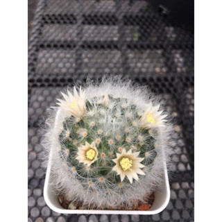 Mammillaria albicoma อัลบิโคมา อยู่ในกระถาง2”