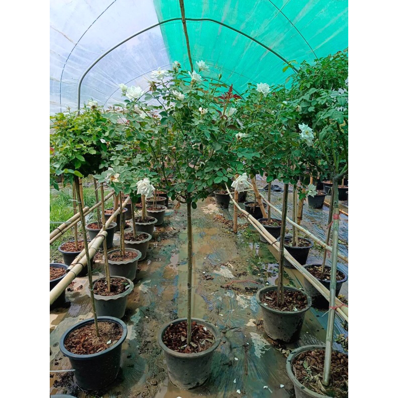 กุหลาบ-ทรีโรสบลูกาวิตี้ Tree Rose Blue Gravity