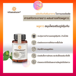 ลดพิเศษ 📍Vitanature อาหารเสริม เสริมภูมิคุ้มกัน ต้านไวรัส จากสารสกัดกระชายขาว ผสมสารสกัดพลูคาว 30 แคมซูล Vitanature+