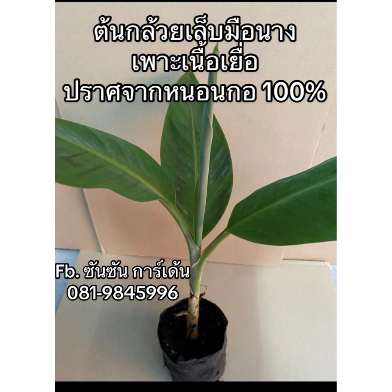ต้นกล้วยเล็บมือนาง จากแล็บเพาะเลี้ยงเนื้อเยื่อ ปลอดโรคตายพรายและหนอนกอ 💯% 🌿รับประกันความเสียหายจากการขนส่ง