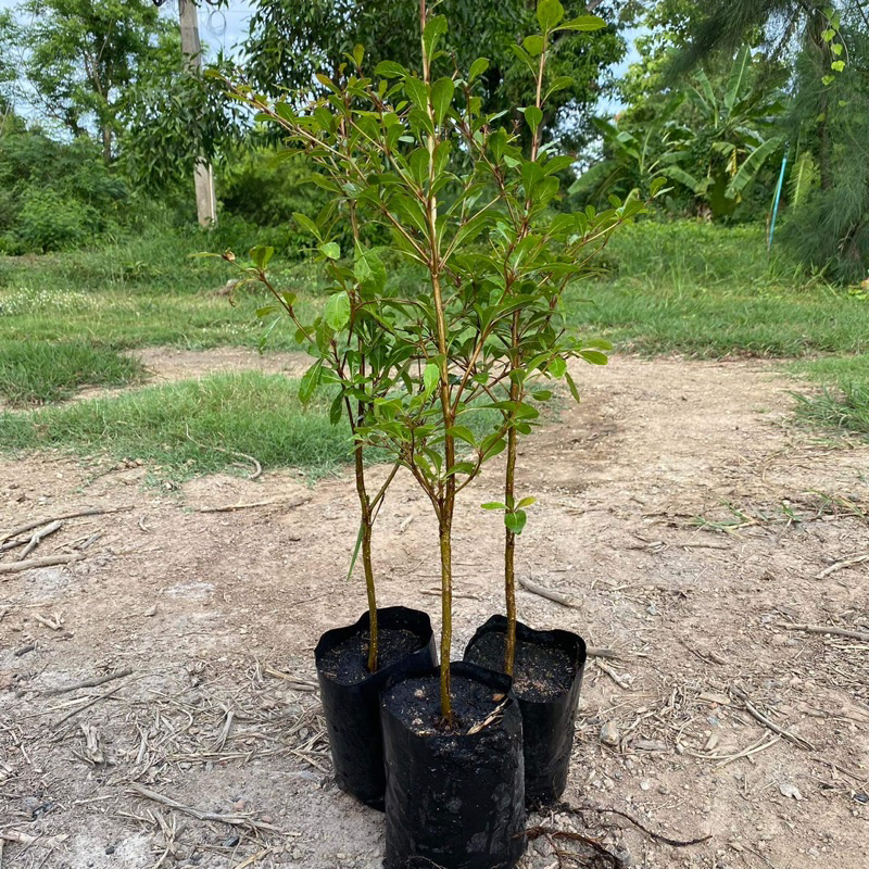 ต้นหูกระจง (จำนวน 2 ต้น) สูง 30-40 เซนติเมตร #Terminalia ivorensis