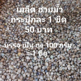 เมล็ดฮวยมั้ว (แบ่งขาย 200-500 g.) เป่าฝุ่นแล้ว