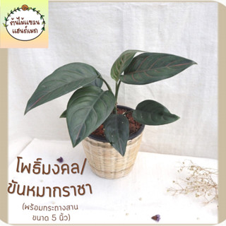 🎋โพธิ์มงคล/ขันหมากราชา(Aglaonema) ต้นไม้มงคล พร้อมกระถางสานไม้ไผ่ ขนาด 5 นิ้ว ช่วยฟอกอากาศ ดูดสารพิษ