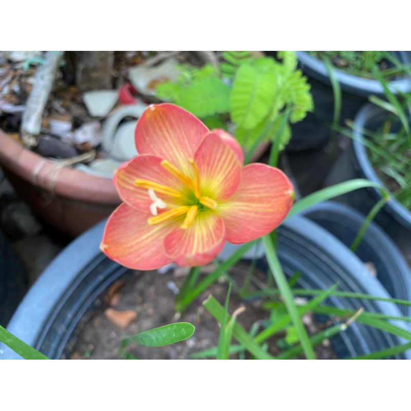 118ธ.หัวดอกบัวดิน Golden Thread หัวละ 15 บาท