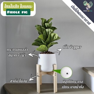 💚 ต้นไทรใบสักใบแคระ Fiddle Fig (ต้นไม้ฟอกอากาศ) พร้อมกระถางเบลล่า7"นิ้ว+เม็ดPopper+ขาตั้ง