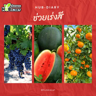 10-20-30 1กิโลกรัม (ปุ๋ยเกล็ดฟิวส์โก้) ขยายขนาดผล เพิ่มน้ำหนัก สีสวย
