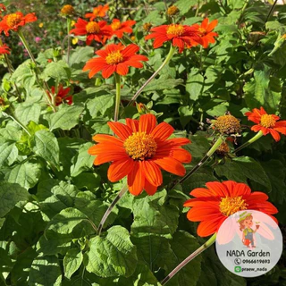 เมล็ดพันธุ์ทานตะวันเม็กซิกัน (Mexican sunflower/Tithonia)บรรจุ 100 เมล็ด สายพันธุ์ OP แท้
