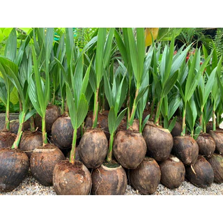 🌴พันธุ์มะพร้าวกะทินำ้หอมต้นเตี้ยบ้านแพ้ว100%🌴