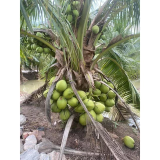 🌴พันธุ์มะพร้าวกะทินำ้หอมต้นเตี้ยบ้านแพ้ว100%🌴