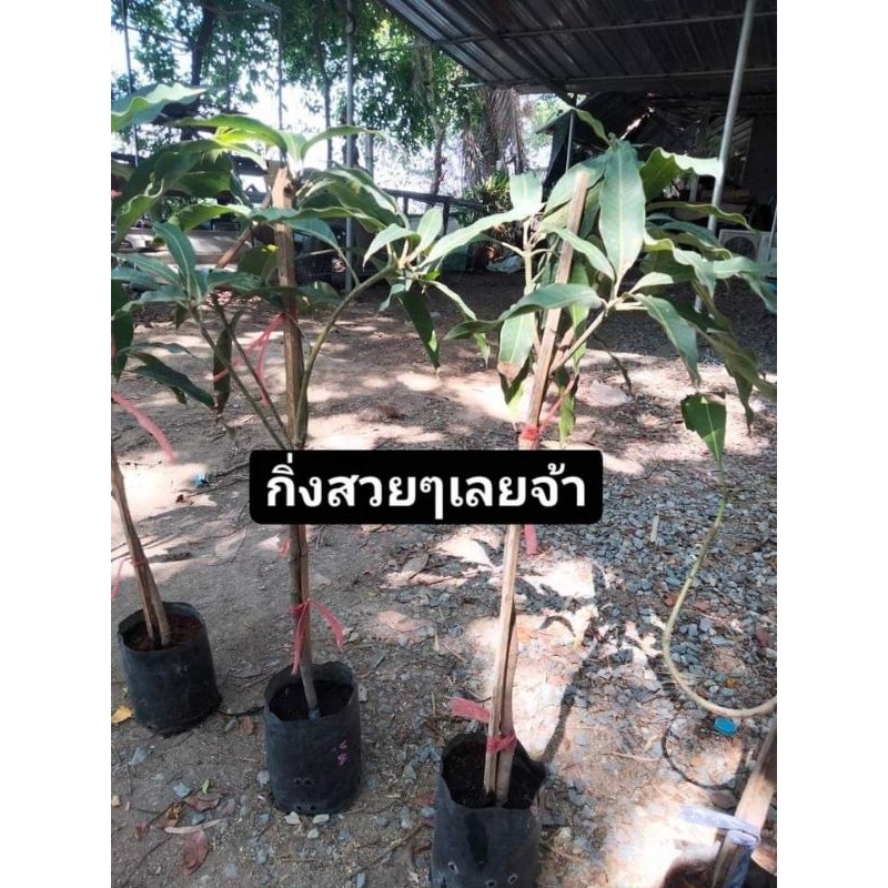 กิ่งพันธุ์มะม่วงมันขุนศรี