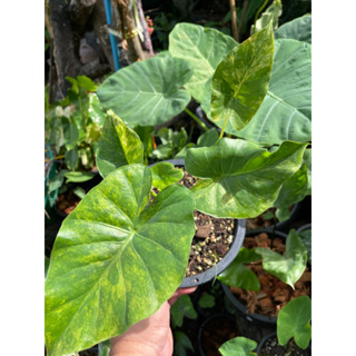 บอนหูช้างด่างเหลือง Alocasia Gageana Aurea Variegated