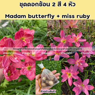 🌈บัวดินชุด2สี 4หัว madam butterfly + miss ruby