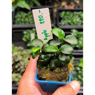 Anubias Green Apple อนูเบียสใบกลม ใบบก