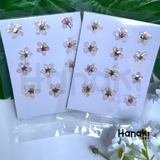 【พร้อมส่ง】ดอกบ๊วย ดอกไม้จริงทับแห้ง ดอกไม้ทับแห้ง Pressed Flowers💐