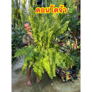 🌿 เฟิร์นใบมะขามหางนกยูง 🌿   กระถาง 11"  พร้อมแขวน