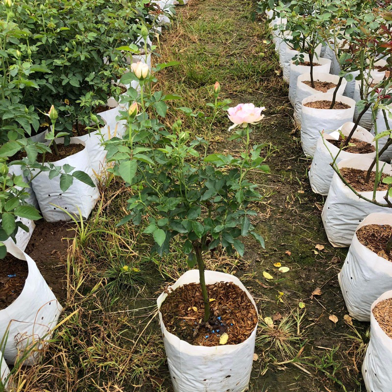 กุหลาบ 🌹 Penelopeia a rose แอพพพริคอตต สีชมพู ทรงพุ่ม ดอกหอมดก กลีบหยัก - รูปที่ 4