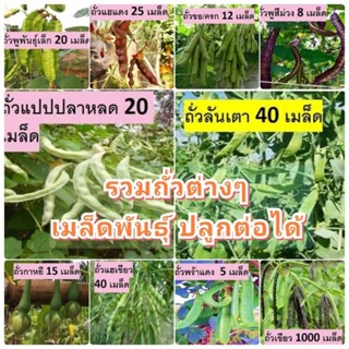 รวมถั่วพื้นบ้านหลากหลายสายพันธุ์ สวนแทนใจไร่ดอกเหงื่อ เมล็ดพันธุ์ปลูกต่อได้