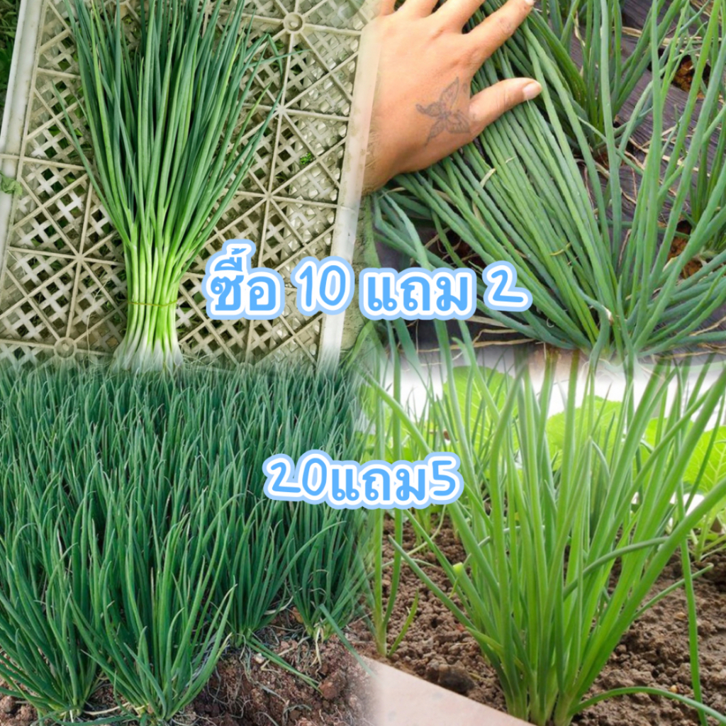 ซื้อ ต้นหอม เมล็ดพันธุ์ ต้นหอมแบ่ง หัวหอม 400 เมล็ด🌱[10 เเถม 2]