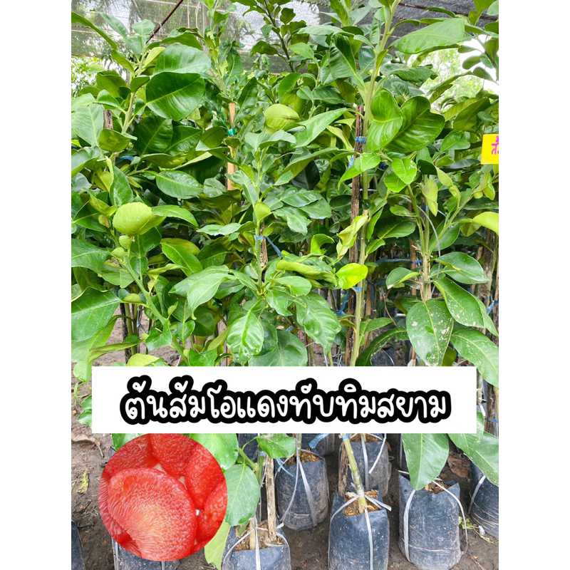 ต้นส้มโอแดงทับทิมสยาม สูง80-100ซม.
