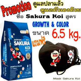 💥แถมฟรี... อาหารปลา ซากุ​ระโค่​ย  สูตรเร่งโต&amp;เร่งสี ​ขนาด 6.5 kg. แถมฟรีแมส สวยๆ แบบมีสาย