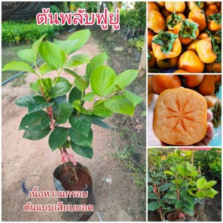 ต้นพลับฟูยู่ แบบเสียบยอด ผลใหญ่เนื้อหวานกรอบ