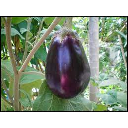 ต้นกล้ามะเขือม่วงหลอดไฟ พร้อมปลูก กล้าละ 9 บาท ซื้อ 10แถม 2กล้า - รูปที่ 4