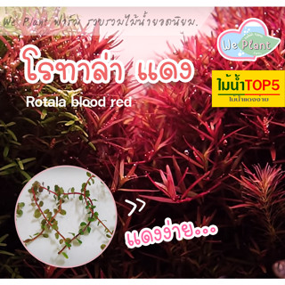 โรทาล่า แดง Rotala Red ไม้น้ำสีแดง เลี้ยงแดงง่าย สำหรับตู้ปลา