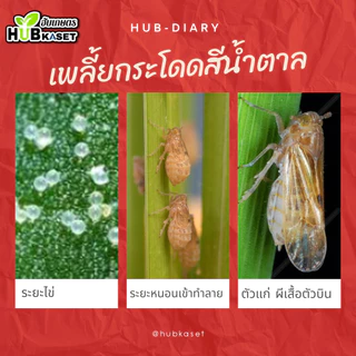 ชุดคู่หูพิฆาตพลังคูณ2 เท็ปเปกิ+อะซีทามิพริด ตราไก่ 50กรัม+100กรัม (ฟลอนิคามิด+อะซีทามิพริด) เพลี้ยกระโดด แมลงหวี่ขาว