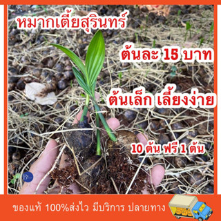 หมากเตี้ยสุรินทร์ ต้นเล็กนำไปปลูกต่อง่าย 10 ต้น แถม 1 ต้น